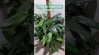 3 Reasons the Monstera Standleyana is a brilliant houseplant to own [upl. by Base136]