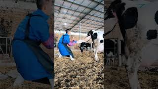 Live Birth of Cow Baby shortsvideo petlover animals [upl. by Mairhpe]