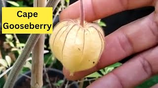 Cape Gooseberry [upl. by Chubb]