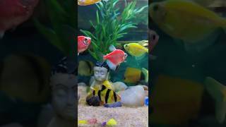 My Tetras Fishes 🐠🐟 subscribe fish love like [upl. by Dreddy]