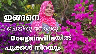 Bougainvillea Flowering Tips  Malayalam Gardening  Kadalas Flower Tips  Naizas World [upl. by Stew659]