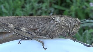 Langosta egipcia Anacridium aegyptium La octava plaga GONZALO [upl. by Durware742]