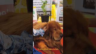 Ultimate pet expo doglover petopia pets [upl. by Meehsar]