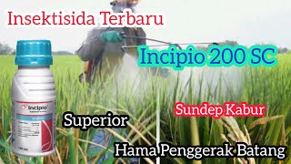 Insektisida TerbaruSuperior untuk Hama Penggerak batang Padi Insektisida Incipio 200 SC [upl. by Gibun]