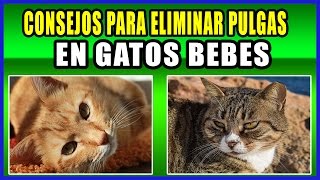 👌 CONSEJOS SIMPLES PARA ELIMINAR PULGAS EN GATOS BEBES [upl. by Sybley]