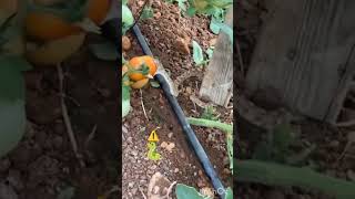 Snake 🐍biting vegetables in farm dangerousfarmingvegetablesvegetablegardening [upl. by Ardied]