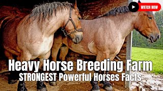 Heavy Horse Breeding Farm  STRONGEST Powerful Horses Facts [upl. by Fae]