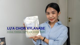 LỰA CHỌN ĐÚNG ENZYME XYLANASE DÙNG TRONG THỨC ĂN CHĂN NUÔI [upl. by Ainel]