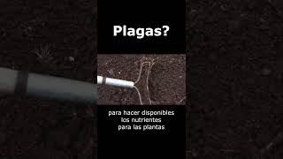 PLAGAS [upl. by Elokin]