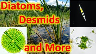 Diatoms desmids and more [upl. by Emeric]