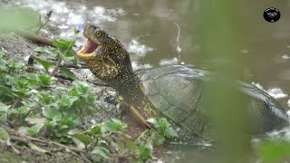 Cistudes et tortues de Floride [upl. by Engle757]