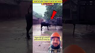 Buffalo 🐃🦬 animals Hindi short video animalaid [upl. by Ecyor237]