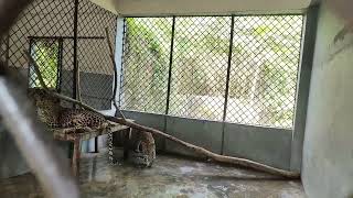 Leopards in Safari Park Gazipur safaripark [upl. by Eibbob829]