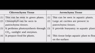 Difference between Chlorenchyma TissueAerenchyma TissueAR Edusite📘📗📘📗🥰 [upl. by Teria631]