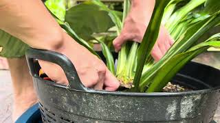 ครั้งแรกการยกยอดอัพเดท เดหลีจักรพรรดิ์ด่างสามสี spathiphyllum sensation variegated plant [upl. by Hynda356]