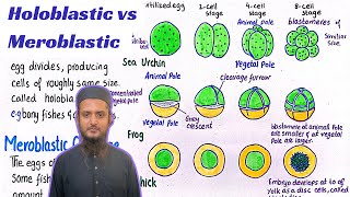 Holoblastic cleavage vs meroblastic cleavage  different patterns of cleavage [upl. by Naquin397]