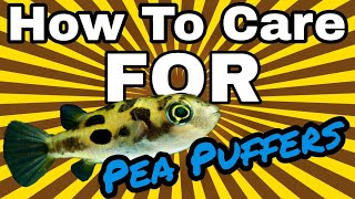 How To Care for Pea Puffers EASY and CHEAP [upl. by Kowalski514]