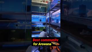 Best Tank Mates For Dragonfish 🐉🐉ashokaquafish fishkeeping reelart arowana dollerfish [upl. by Doe]