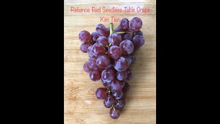 Reliance Red Seedless Table Grape PNW Gardening [upl. by Pete397]