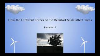 Beaufort Scale Trees [upl. by Uolymme]