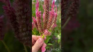 How to save celosia seeds Easily [upl. by Conger]