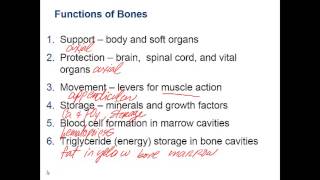 Chapter 6 Lecture A Skeletal Cartilage Functions of Bones Markings [upl. by Ralli]