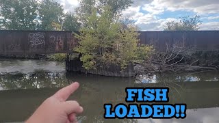 This Old Bridge was STACKED with Fish Fall bank Fishing [upl. by Peatroy]