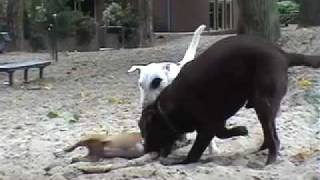 Bull Terrier vs Labrador Friend or Foe [upl. by Won]