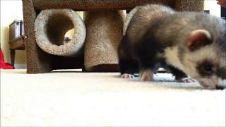 Some of Joey the Trained Ferrets tricks [upl. by Sebastian]