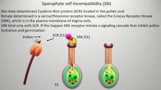 Selfincompatibility  types and mechanism Gametophyte self incompatibility GSI [upl. by Arrekahs]