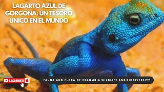 Lagarto Azul de Gorgona Un tesoro natural único en Colombia lagartoazul islagorgona [upl. by Yerbua]