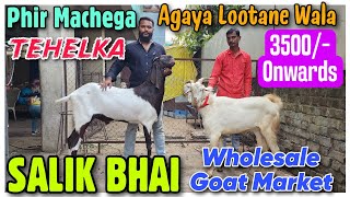 3500 Onwards Agaya Goat Lutane Wala SALIK BHAI  Wholesale Bakra Bazar In NASIK [upl. by Atinyl]