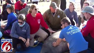 ‘Helping the population’ Rescued manatees released at Blue Spring State Park [upl. by Odey]