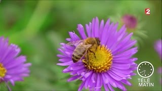 Jardin  Les plantes qui font de l’électricité [upl. by Layton538]