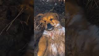 Cute sleeping puppy puppycutedoglovercartoonanimalsleepingpuppymotupatlucartoonchotabheem [upl. by Enywad]