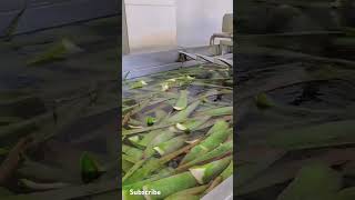 How to get pure aloe vera gel from your home plant [upl. by Acemaj]