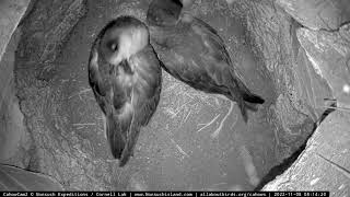 Bermuda Petrels Have Returned To Cahow Cam 2 For November Courtship – Nov 8 2022 [upl. by Aidnyl]