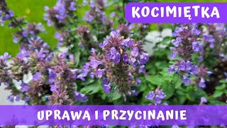 Kocimiętka  Nepeta  Gdzie ją posadzić jak uprawiać i przycinać aby długo i obficie kwitła 💜💜💜 [upl. by Mikel]