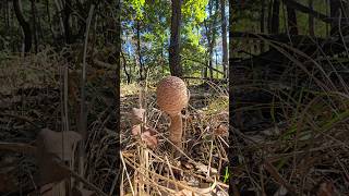 Jedlá Bedla 2509 2024🇸🇰 2024slovakianaturepriroda Macrolepiota procera [upl. by Cindee]