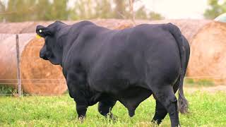 MACALLAN  BRANGUS NEGRO SEMEX  CIAVT [upl. by Gwenora]