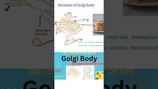 Structure of Golgi body shorts shortsvideo [upl. by Diao853]