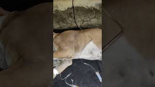 Dog treatment saveanimals doglover rescuedogs [upl. by Rosella]