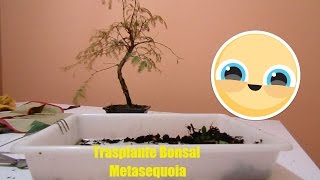 Trasplante Bonsai Metasequoia [upl. by Lesoj]