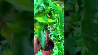 PACHIRA PLANTflowers sortvideo youtube plants money instagram [upl. by Latimore]