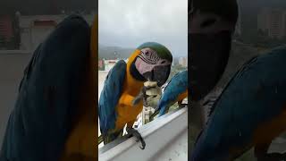 Fantastic Visitor 🦜🐥🐣🦤 birdslover birds birdsounds [upl. by Nrojb]