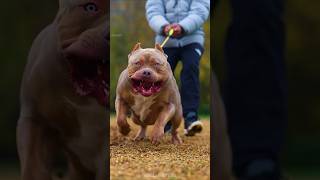 Most Dangerous Dog Breed in the World 🥵😡 shorts Viral [upl. by Ennaylloh]