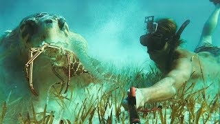 Loggerhead Turtle STEALS my Lobster Then We Swim Ep186 [upl. by Agle]