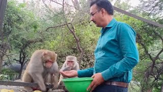 हनुमान जी की सेना हजारों में लाखों में है एक से बढ़कर एक योद्धा है सेना में 🐒🙏🏻viral video [upl. by Notlef]