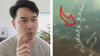 nah WTF is this in my fish tank  Fish Tank Review 258 [upl. by Enomad]