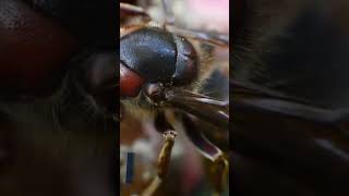 Swarm of Killer Bees Attack in San Antonio [upl. by Eneloj879]